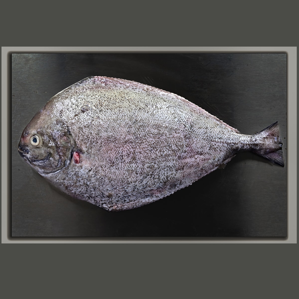 Black Pomfret