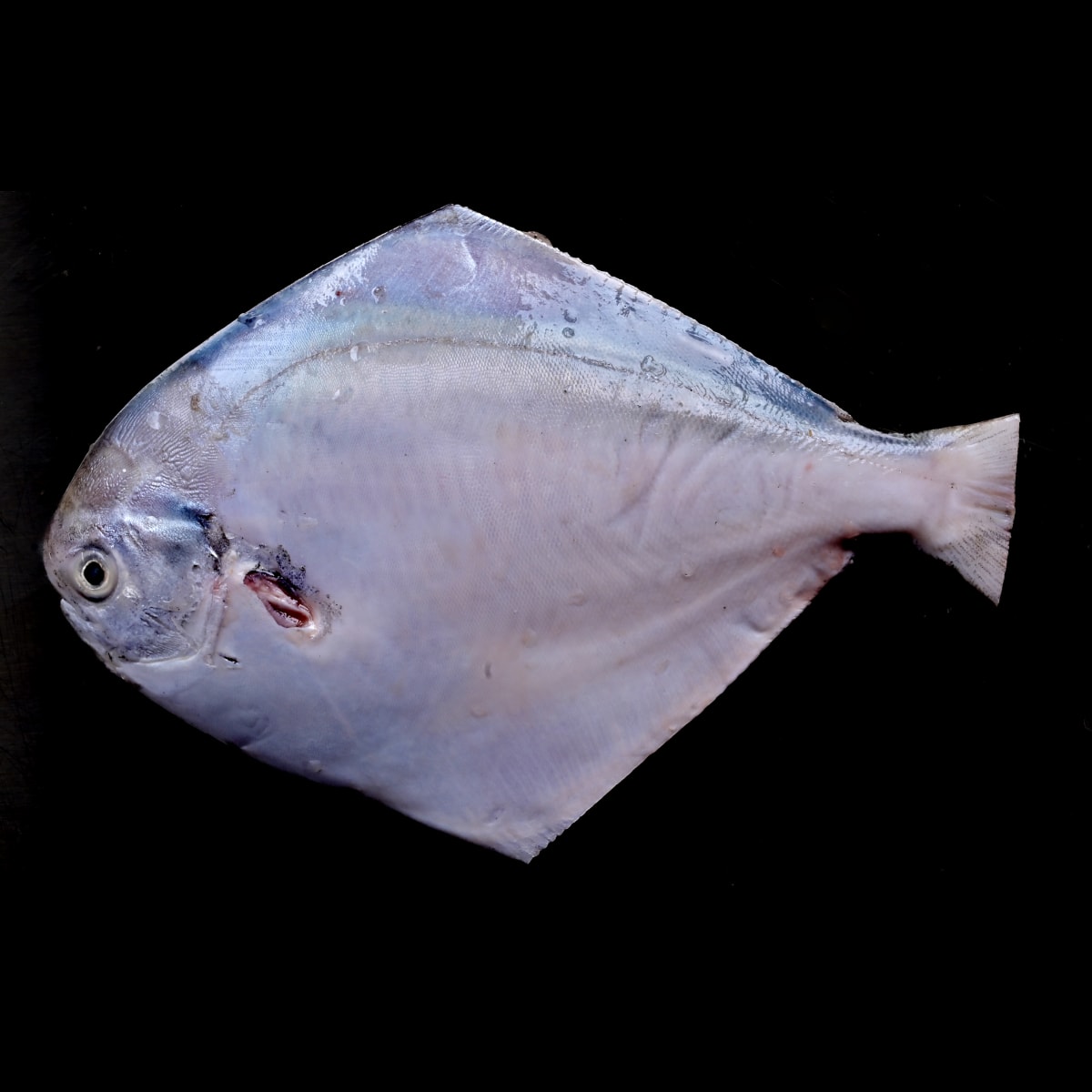 White Pomfret
